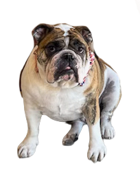 hoss dog transparent